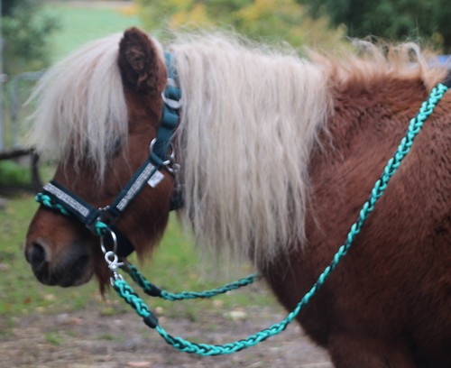 Minishetty trense reithalfter - minishetty,