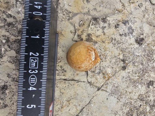 Fossil russland stachelhäuter - fossil,