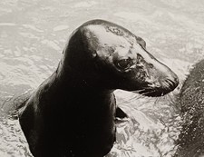 Porträt Seehundstation Seehund spielt Robbe Nordsee Tierfoto Tier Tiere Foto