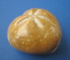 Micraster sp. Herz Seeigel Herzseeigel Fossil aus der Kreide von Madagaskar