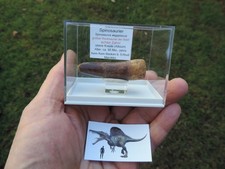 schöner Zahn vom Spinosaurus