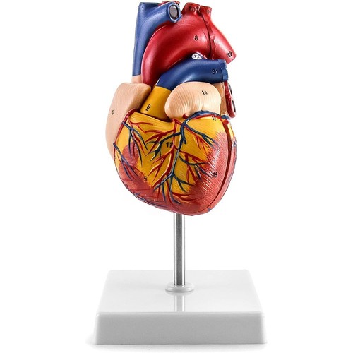 Anatomie herz herzmodell - anatomie,