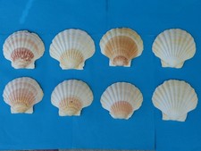 8 JAKOBSMUSCHELN 10,5 x 9 –