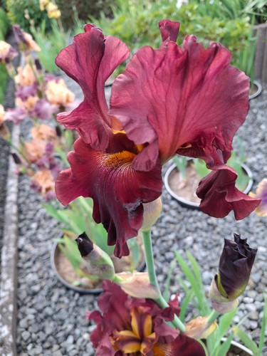 Schwertlilie iris rip city - iris,
