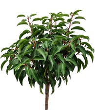 Portugiesischer Kirschlorbeer