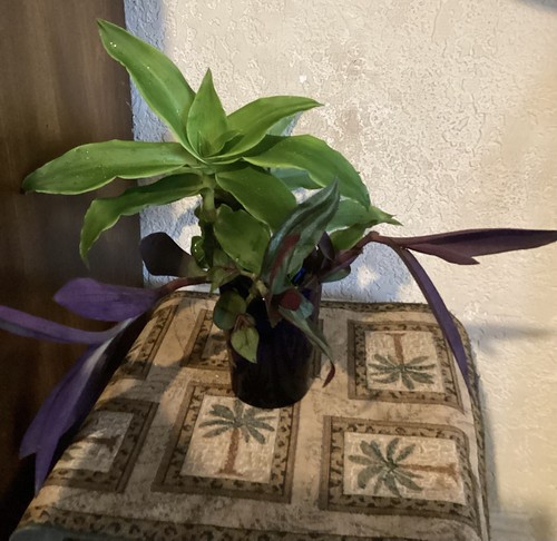 Setcreasea basket plant - setcreasea,