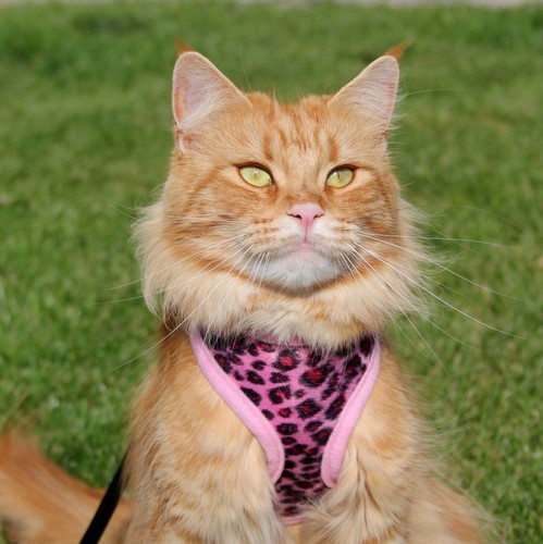 Softgeschirr katze - softgeschirr,