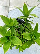 Basket plant (Callisia