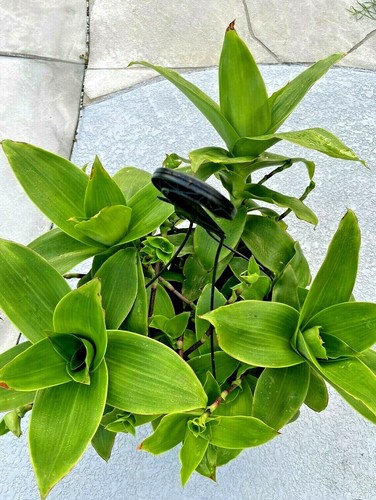 Basket plant callisia - basket, (callisia