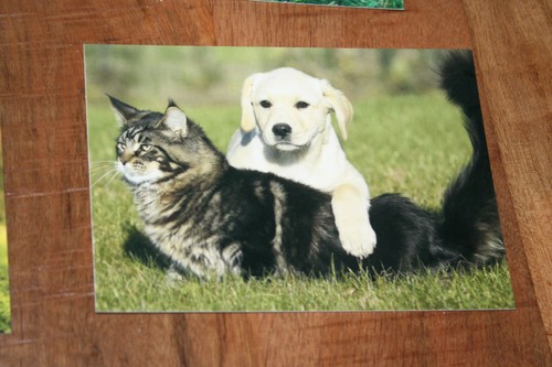 Hunde postkarte von poster xxl - postkarte,