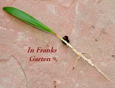 Winterharte Hanfpalme, 1 Sämling, Palme, Kübel-Pflanze, Trachycarpus fortunei