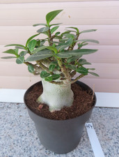 Adenium obesum Wüstenrose Caudex verzweigt Baobab Nr 434