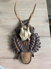 Jagd Trophäe Rehgeweih