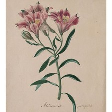 Johann Nepomuk Mayrhofer nach