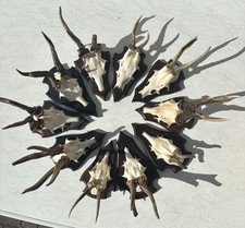 10 Rehgehörne (abnorm) auf