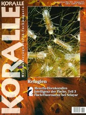 Koralle