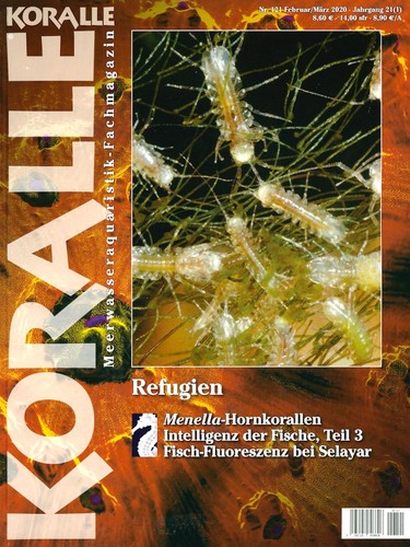 Koralle