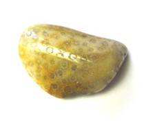 Trommelstein Versteinerte