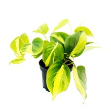 Philodendron scandens Brasil -