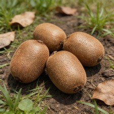 100pcs Kiwifruit Seeds Hardy
