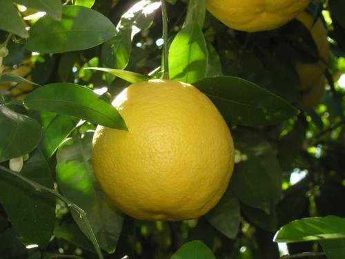 Gelber grapefruitbaum citrus - gelber,