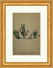 Alpen Bärlapp Lycopodium