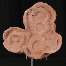 Stromatolite Aus Marokko Von