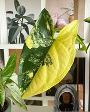 80002869 Syngonium Aurea Cutting Kletterpflanze 3 Samen