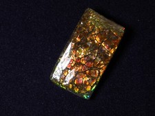 Ammolith  (Kanada)  31,3