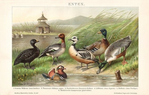 Wildente anas platyrhynchos - wildente,