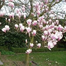 Magnolia soulangeana oder