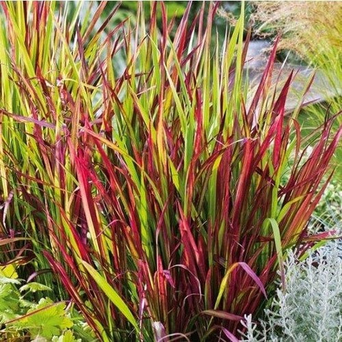 Imperata cylindrica red - imperata,