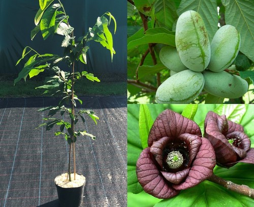 Indianerbanane sunflower - indianerbanane,