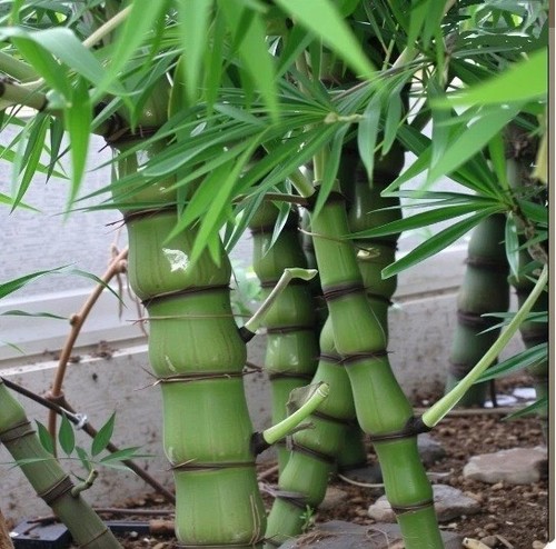 Buddha bambus baum - baum, pflanze