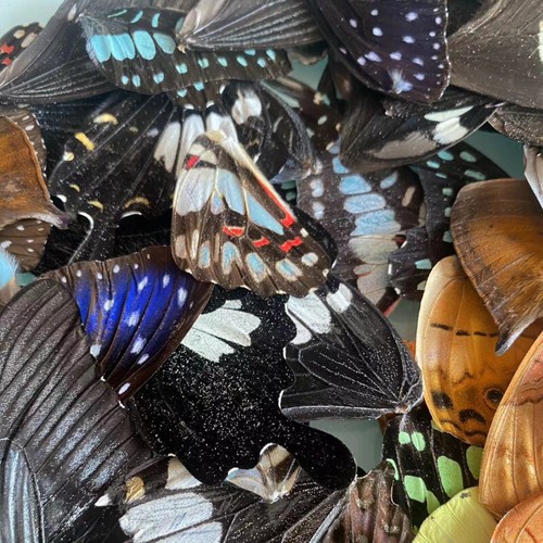 100pcs diy kunstwerk echt - diy,