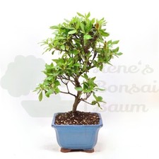 BONSAI Japanische Azalee