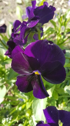Hornveilchen viola cornuta - hornveilchen,