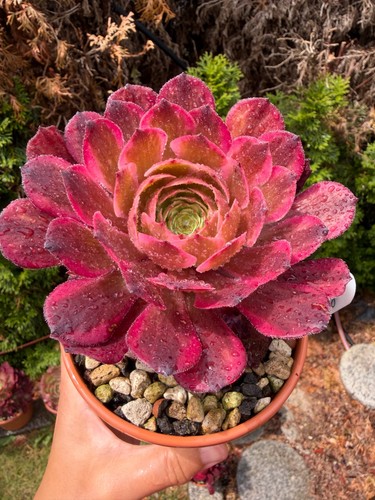 Aeonium ruby variegated - variegated,