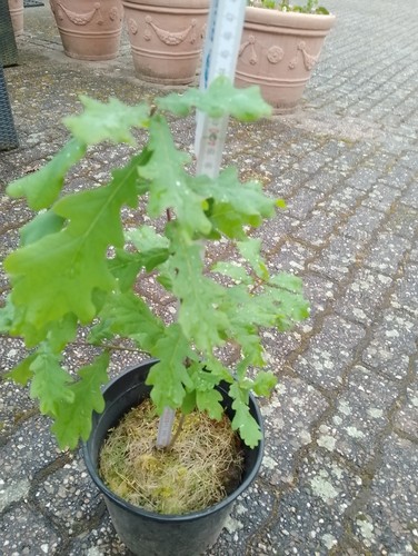 Eiche eichenbaum junges - eiche,