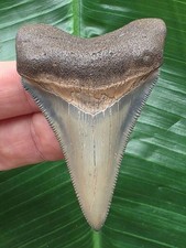 6,1 cm dolchförmiger Zahn des