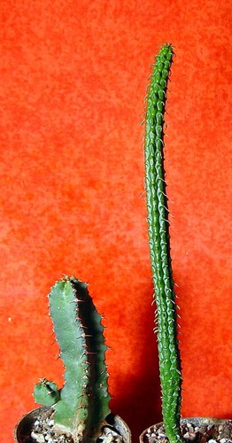 2er set euphorbia mammillaris - 2er,