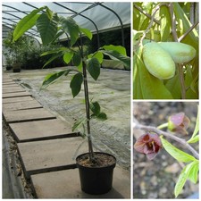 Mango veredelte Indianerbanane Paw Paw  Asimina triloba ca. 30-50 cm 