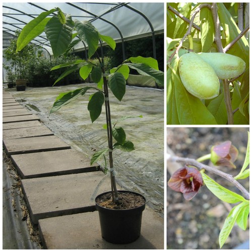 Mango veredelte indianerbanane - veredelte,