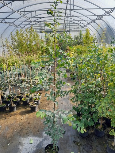 Parrotia persica - ,