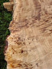 1x Maserpappel Bohle Brett