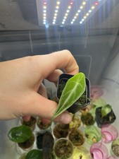 Alocasia Longiloba Purple