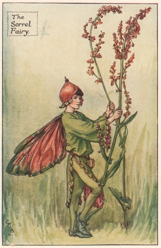 Sauerampfer fee von cicely - sauerampfer,
