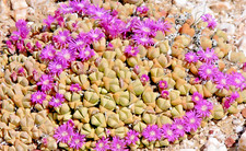 SAMEN exotisches Saatgut Geschenkidee für dekorative Zimmerpflanze FELSENSTEIN