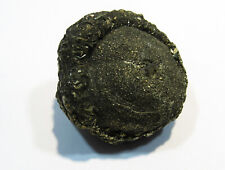 MD125 Pyrit Kristall Knolle Konkretion um Seelilien Stängel Mögglingen 4,5cm150g