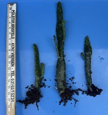 Opuntia (Feigenkaktus) Ableger